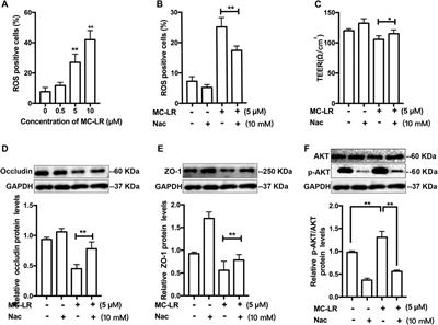 Beneficial Effects of Quercetin on Microcystin-LR Induced Tight Junction Defects